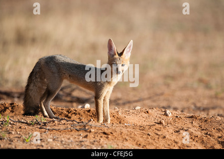 Cape Fox, Vulpes Chama, Kgalagadi Transfrontier Park, Northern Cape, Südafrika Stockfoto