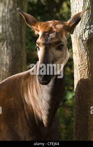 Okapi oder Okapia Johnstoni, ein scheues Tier hat ein gestreiftes Hinterteil, ist im Zusammenhang mit Giraffe und lebt in Kongo, Afrika Stockfoto