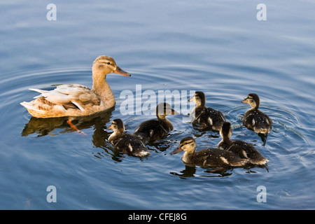 Weibliche Stockente, wilde Ente oder Anas Platyrhynchos mit sechs blauen halb Erwachsene Entenküken im Frühjahr Schwimmen im Wasser Stockfoto