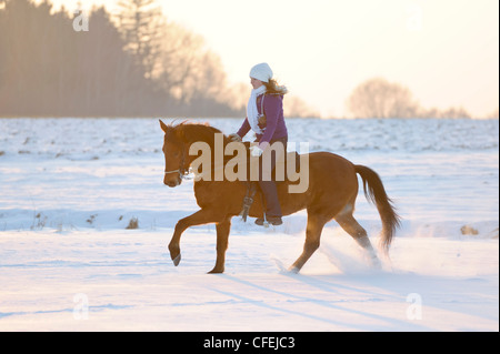 Reiter auf Paso Fino Pferd im Galopp im Winter bei Sonnenuntergang Stockfoto