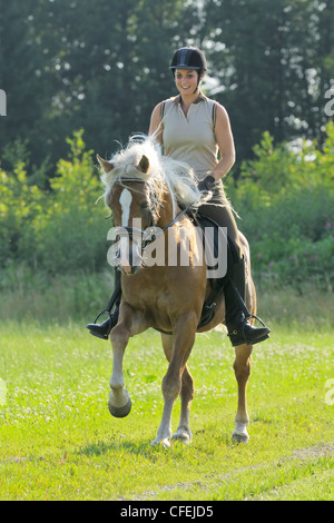 Junge Reiter im Galopp auf Rückseite ein Haflinger Pferd Hengst. Stockfoto