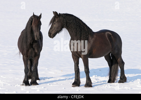 Zwei Friesenpferde im winter Stockfoto