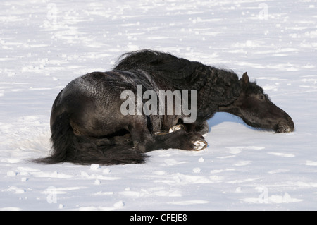 Friesen, die Rollen im Schnee Stockfoto