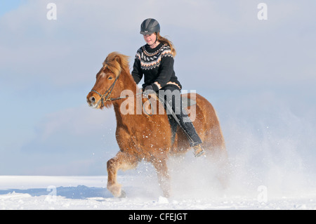 Mädchen reiten auf Rückseite ein Islandpferd im Tiefschnee Stockfoto