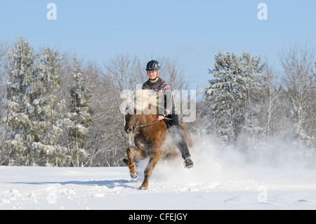 Junge Reiter im Galopp auf Rückseite ein Islandpferd-Hengst im Tiefschnee Stockfoto