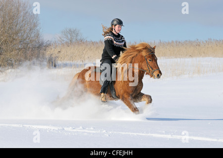 Teen im Galopp auf Rückseite ein Islandpferd im Tiefschnee Stockfoto