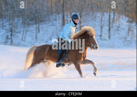 Junge Reiter auf Rückseite ein Islandpferd im tiefen Schnee kurz vor Sonnenuntergang galoppieren Stockfoto