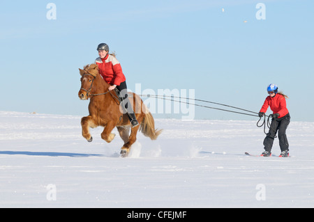 Zwei Mädchen, die Spaß beim Skijöring mit einem Islandpferd Stockfoto