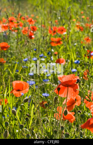 Feld im Sommer mit rotem Klatschmohn oder Papaver Rhoeas und blaue Blumen Stockfoto