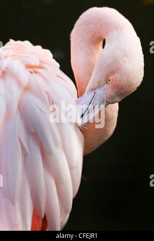 Rosa Flamingo, Toilette auf schwarzem Hintergrund Stockfoto