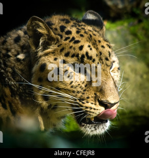 Amourpanther oder Panthera Pardus Orientalis Amurensis nachschlagen, wenn seine Mahlzeit essen Stockfoto