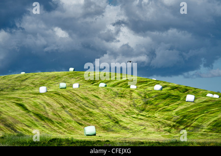 Geysir Bereich Landschaft. Island Stockfoto