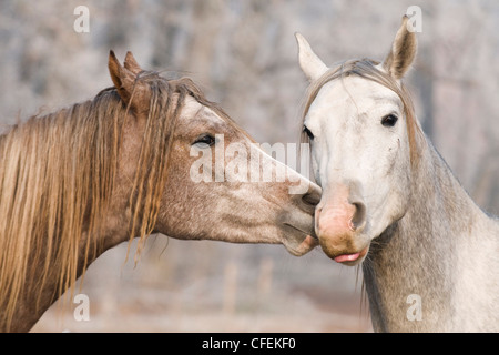 Zwei fantastische Shagya arabische Pferd auf der Wiese Stockfoto