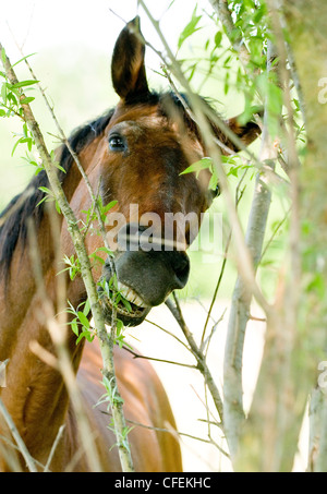 Braune Pferd frisst das Grün auf der Wiese Stockfoto