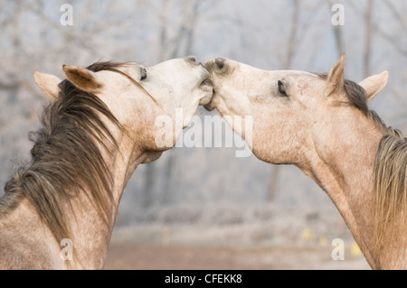 Kuss! Junge Pferde auf der Wiese :-) Stockfoto