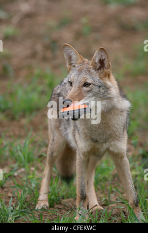 Coyote spielen mit Tontaubenschießen im Feld Ohio Stockfoto