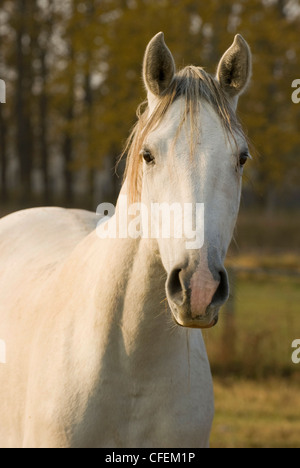 Shagya-Arabisch Colt Hengst auf der Wiese Stockfoto