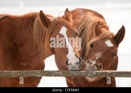 Zwei Shagya Arabisch Pferde auf der Wiese Stockfoto