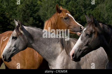 Shagya-arabische Hengste auf der Wiese Stockfoto