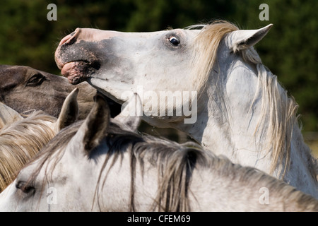 Shagya-arabische Hengste auf der Wiese Stockfoto