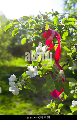 Red Ribbon in blühender Apfelbaum Äste am sonnigen Tag Stockfoto