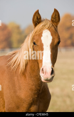 Shagya-Arabisch-Fohlen auf der Wiese Stockfoto