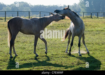 Zwei arabische Shagya-Hengst auf der Wiese Stockfoto