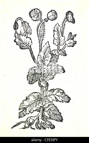 18. Jahrhundert alte botanische Illustration Holzschnitt von Opium Poppy / White Poppy / Papaver somniferum  Papaver hortense semine albo, Bauhin. / Papaver sa Stockfoto