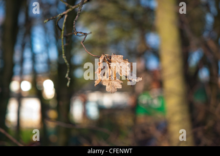 Hängende Eiche Blätter im Winter Stockfoto