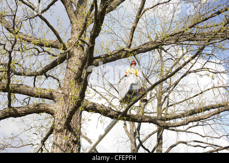 Ein Tree-Trimmer führt seinen Hubarbeitsbühne Eimer durch die Zweige an einem hellen Frühlingstag. Stockfoto