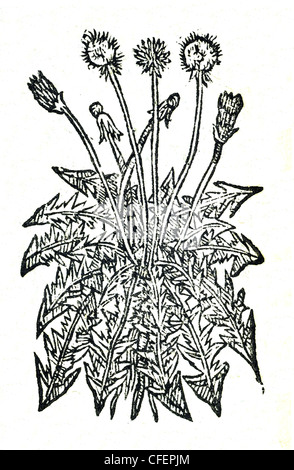 18. jahrhundert alten botanischen Holzschnitt von Löwenzahn/Taraxacum officinale Dens Leonis latiore Folio, bauhin. /Cichorium Sylvestre. Dens Leonis, Matt Stockfoto