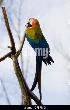 Sat auf einen Zweig blau-gelbe Ara Ara Ararauna Catalina Macaw Papagei Stockfoto