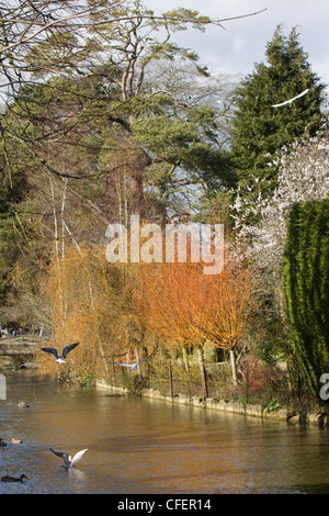 Das Dorf von Bourton-on-the-Water in Gloucestershire England Cotswolds Area of Outstanding Natural Beauty Stockfoto