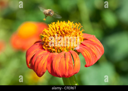 Eine Biene, die Vorbereitung auf eine Kosmos-Sorte im Allerton botanischen Garten auf Kauai, Hawaii zu landen. Stockfoto