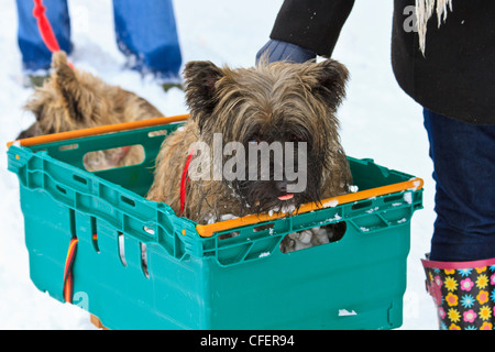 Cairn-Terrier in einer Kunststoff Box im Schnee Stockfoto