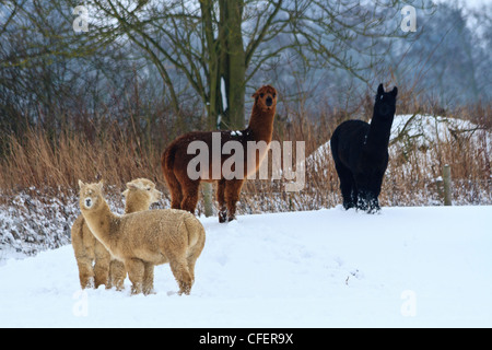 Alpaka im Schnee bedeckt Feld, Suffolk, England Stockfoto