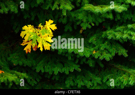 Unten Ahornblatt unter Tanne Äste entlang dem North Santiam Fluß in Oregon Cascade Range. Stockfoto