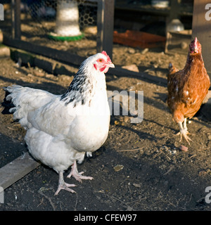 Eine Licht-Sussex-Henne und Bovans Goldline Hybrid Huhn in einen Hinterhof-Stall. Stockfoto