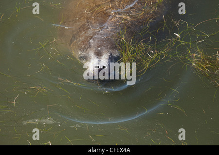 Manatee coming up für Luft als es schwimmt in den Gewässern vor Merritt Island, Florida, USA. Stockfoto