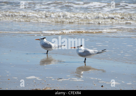 Tern Seevogel paar stehen am Strand Meer Surfen. Stockfoto