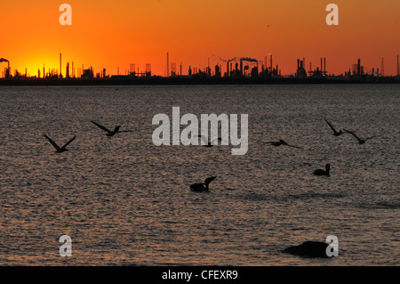 Industrie und Natur gemeinsam für eine Gruppe von braunen Pelikanen Fliegen über Wasser mit der Industrie in einem rot orange Sonnenuntergang. Stockfoto