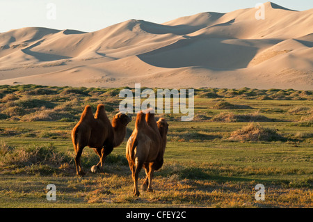 Twin bucklig Bactrian Kamele bei Sonnenaufgang auf die Khongoryn Els Sanddünen in der Wüste Gobi in der Mongolei Stockfoto