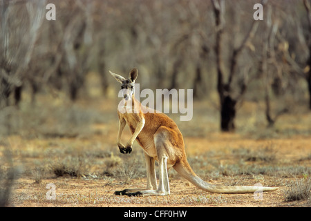 Red Kangaroo, Männlich, Macropus Rufus, Sturt Nationalpark, New South Wales, Australien Stockfoto