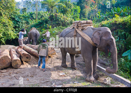 Elefanten tragen illegal arbeiten angemeldet Tropenholz, Nordost-Indien, Assam, Indien, Asien Stockfoto