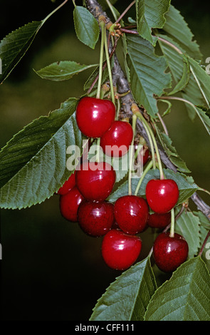 Reife Kirsche Frucht am Baum, Deutschland Stockfoto