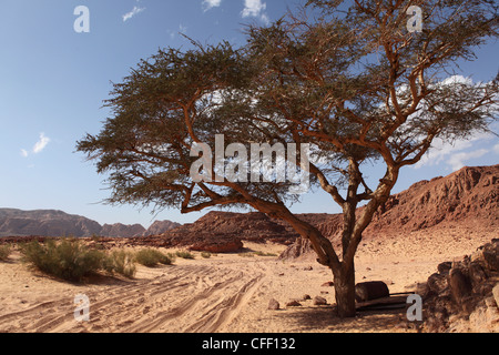 Spuren im Sand der Wüste Sinai führen unter einem Baum in der Coloured Canyon, Sinai South, Ägypten, Nordafrika, Afrika Stockfoto