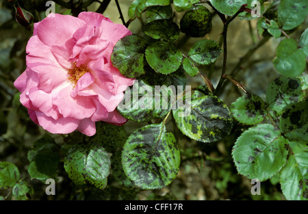 Rose schwarzer Fleck (Diplocarpon Rosae) auf Rosenblättern Stockfoto