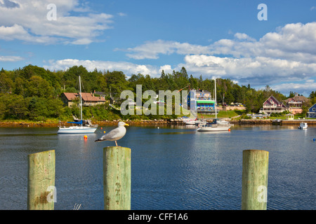 Möwe thront am Kai, Hubbards, Nova Scotia, Kanada Stockfoto