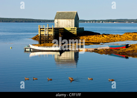 Stockente Enten, Blaue Grotte, Lunenburg, Nova Scotia, Kanada Stockfoto