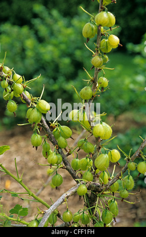 Schwere Schäden durch Stachelbeere Blattwespen (Nematus Ribesii) defoliating Stachelbeere Busch Stockfoto